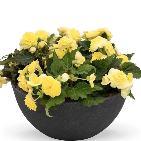 Begonia - Nonstop: Lemon