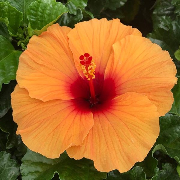 Hibiscus: Hawaiian Punch