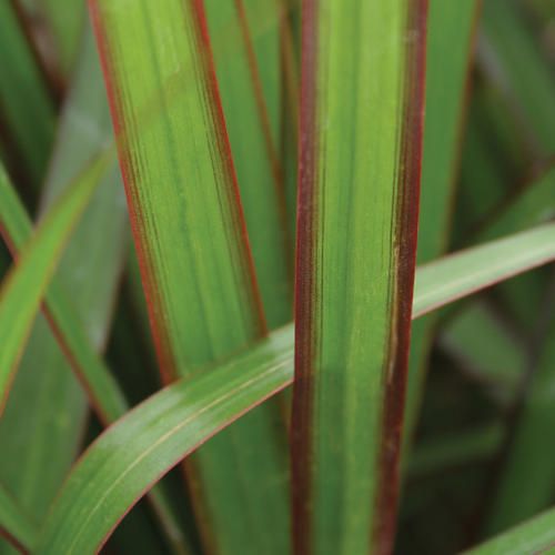 Dracaena: Marginata (Dragon Tree)