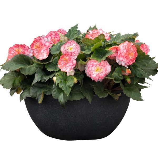 Begonia - Nonstop: Rose Picotee
