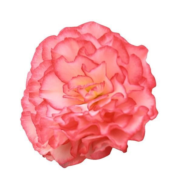 Begonia - Nonstop: Rose Picotee