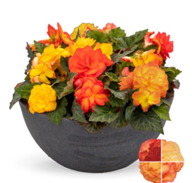 Begonia - Nonstop: Flame