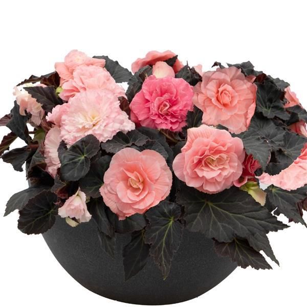 Begonia - Nonstop Mocca: Light Pink Shades