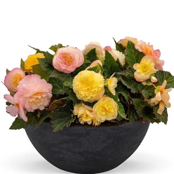Begonia - Nonstop: Peach Shades