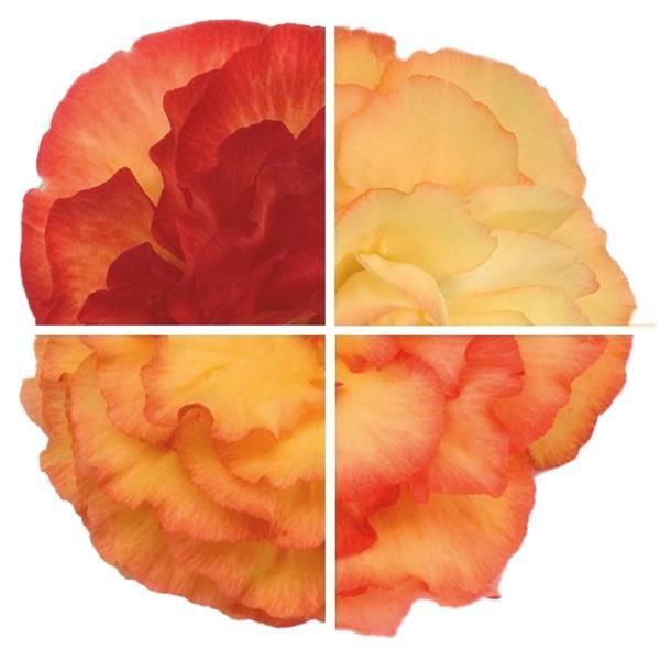 Begonia - Nonstop: Flame