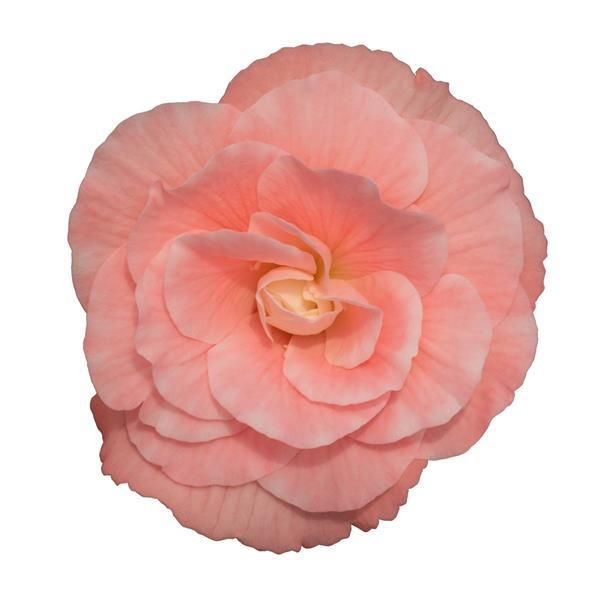 Begonia - Nonstop Mocca: Light Pink Shades