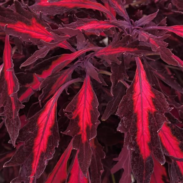 Coleus - FlameThrower: Adobo Pink