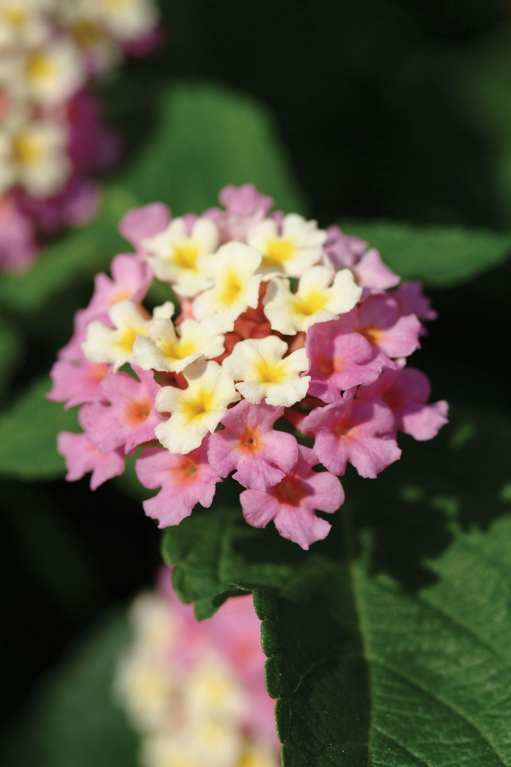 Lantana - Landmark: Rose Glow