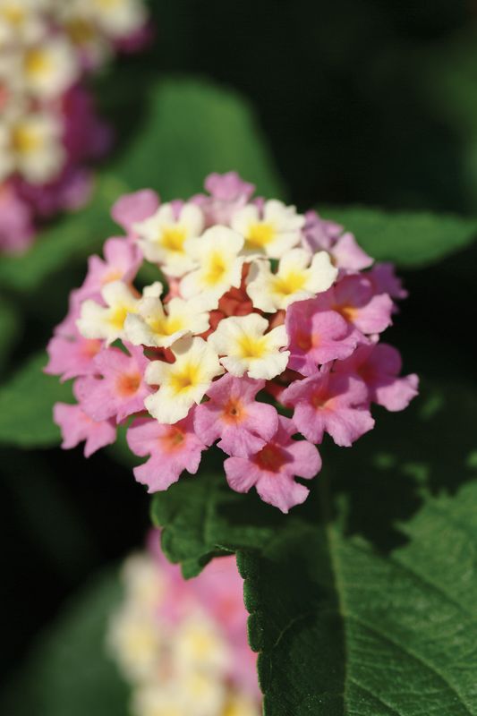 Lantana - Landmark: Rose Glow