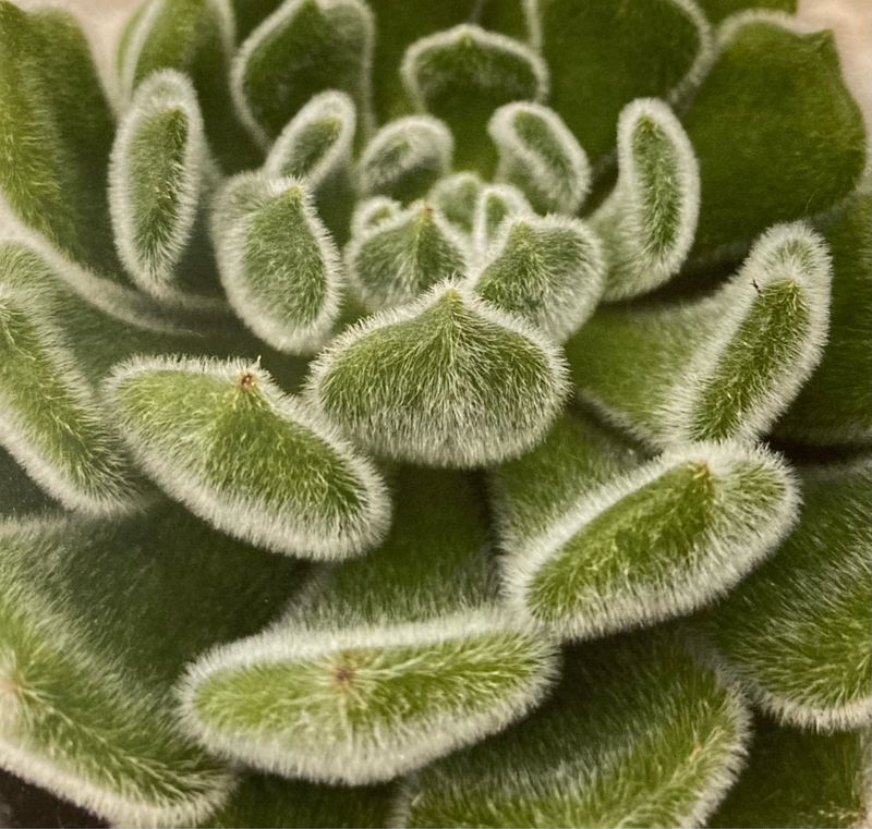 Echeveria: Setosa