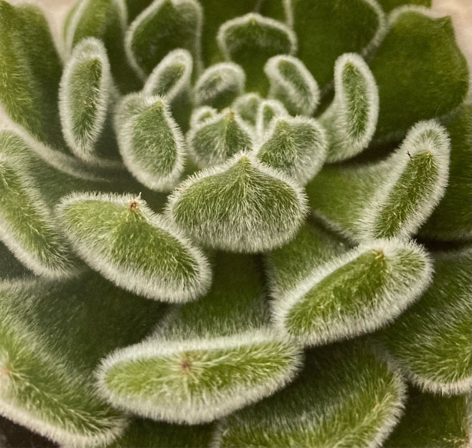 Echeveria: Setosa