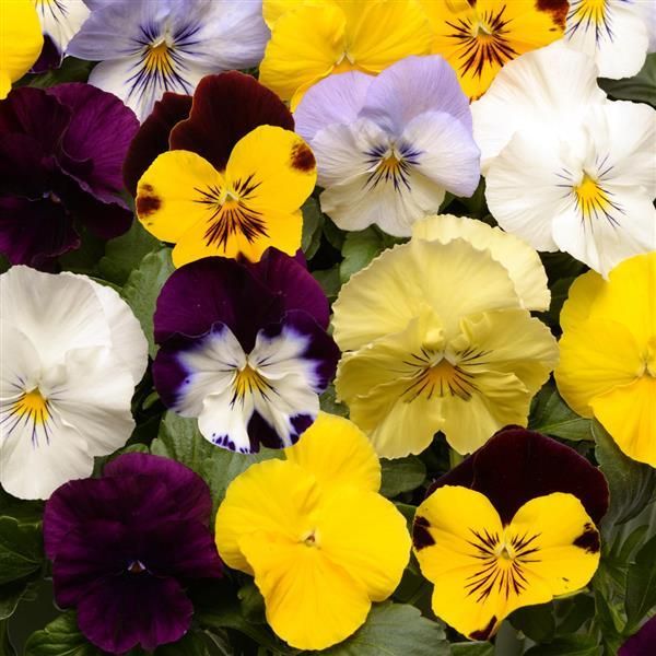 Pansy: Cool Wave Mix