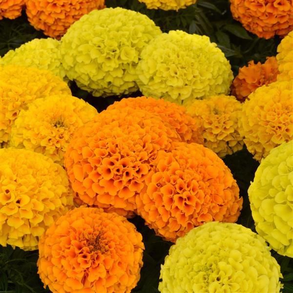 Marigold - Taishan: Mix (African)