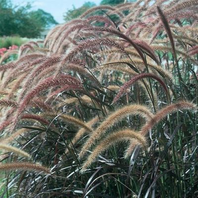 Pennisetum: Purple Fountain Grass Pennisetum: Purple Fountain Grass
