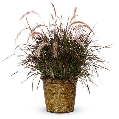Pennisetum: Purple Fountain Grass