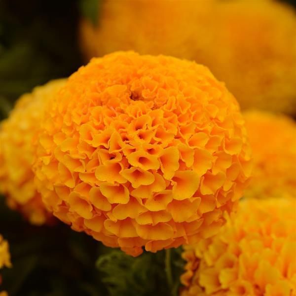Marigold - Taishan: Orange (African)