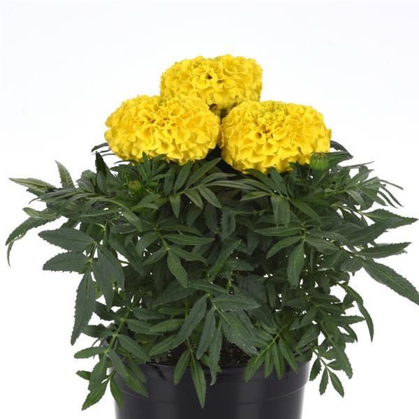 Marigold - Taishan: Yellow (African)