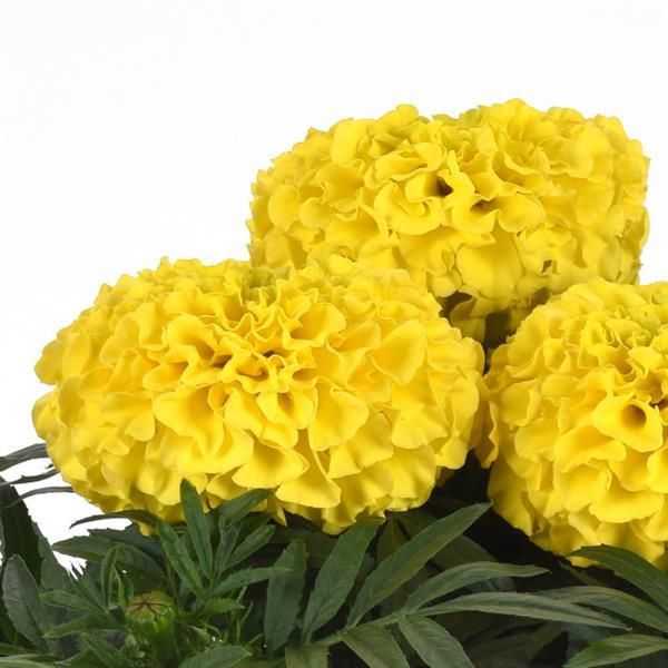 Marigold - Taishan: Yellow (African)