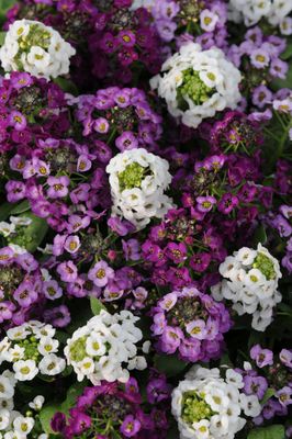 Lobularia (Sweet Alyssum)