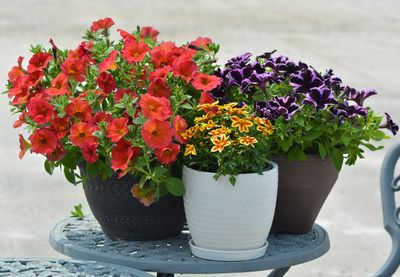 Annuals
