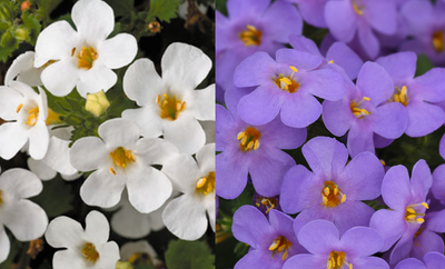 Bacopa