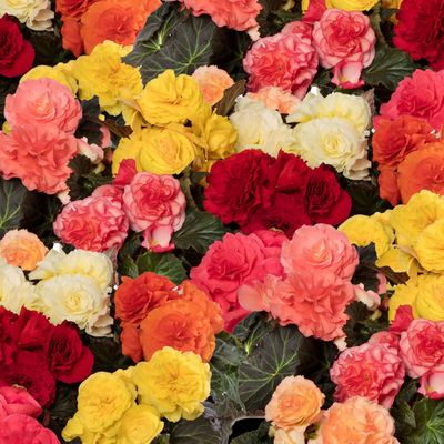 Nonstop Begonias