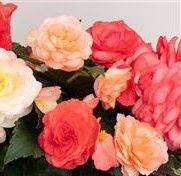 Rieger Begonias