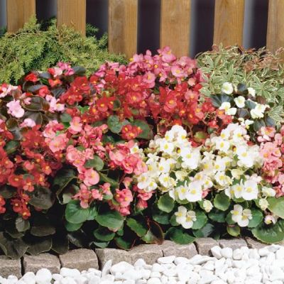 Whopper Begonias