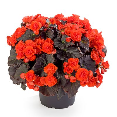 Begonia - Solenia: Chocolate Orange