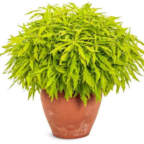 Coleus - ColorBlaze: Mini Me Chartreuse
