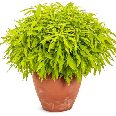 Coleus - ColorBlaze: Mini Me Chartreuse