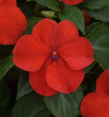 Impatiens - Beacon: Red