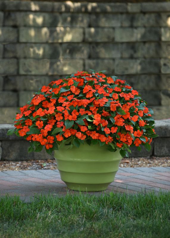 Impatiens - Beacon: Orange