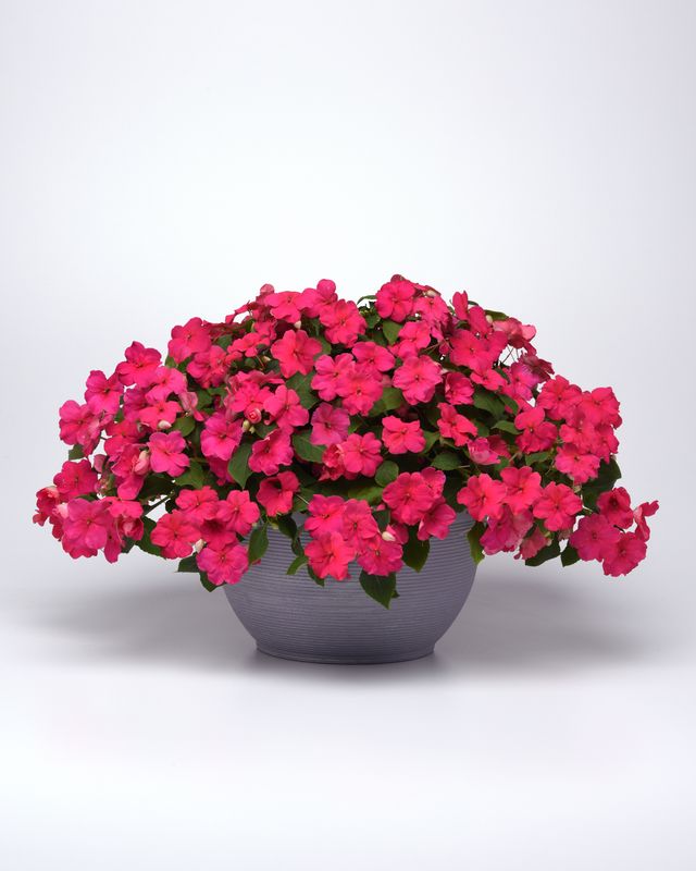 Impatiens - Beacon: Rose
