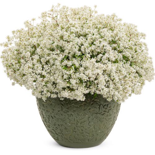 Euphorbia: Diamond Snow