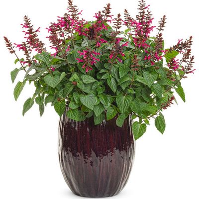 Salvia - Rockin: Fuchsia