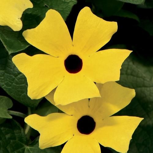 Thunbergia: Lemon A-Peel