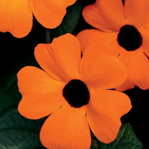 Thunbergia: Orange A-Peel