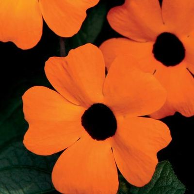 Thunbergia: Orange A-Peel