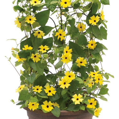 Thunbergia: Lemon A-Peel