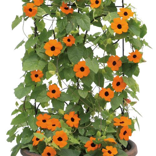 Thunbergia: Orange A-Peel