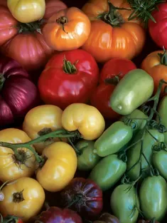 Heirloom Tomatoes