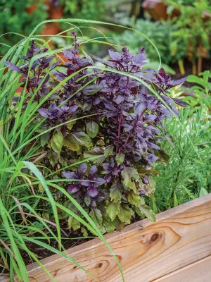 Herbs