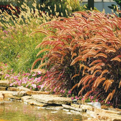 Grasses