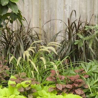Ornamental Grass