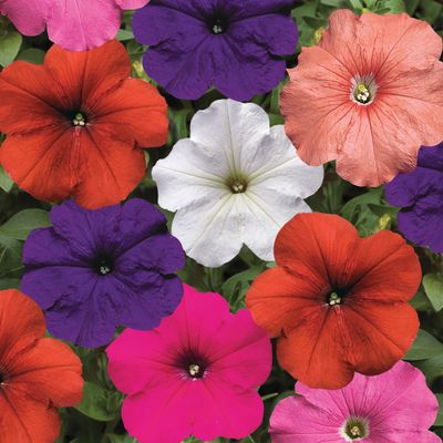 Petunia