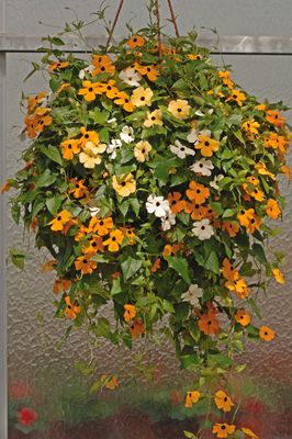 Thunbergia