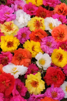 Portulaca