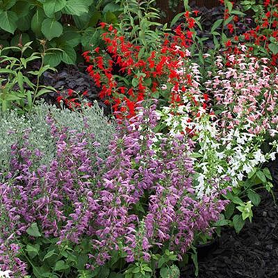 Salvia