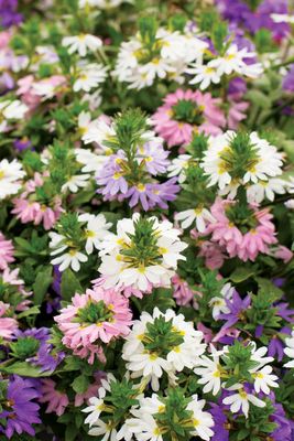 Scaevola